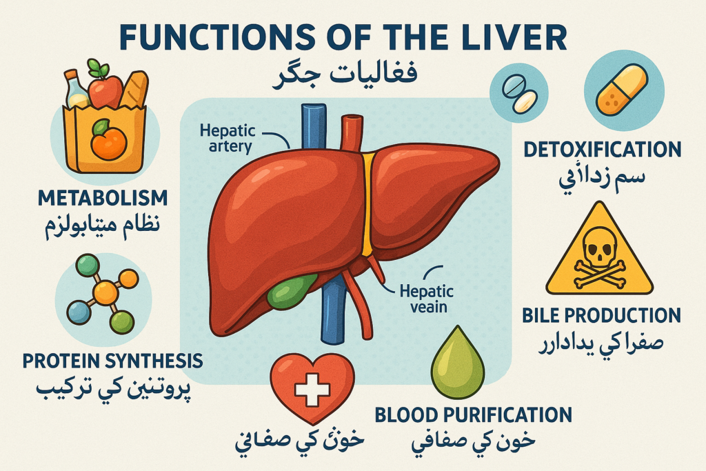 Functions of the Liver and Their Importance Jigar ke Functions aur unki Ahmiyat